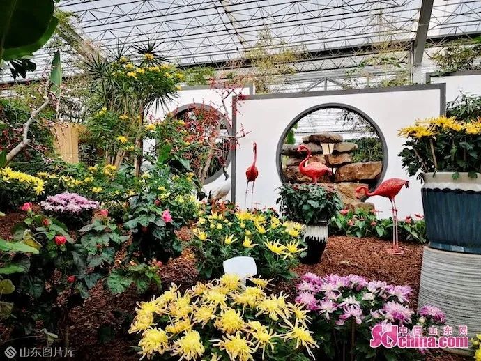 花开盛世度佳节 山东各地美如画(最新发布)