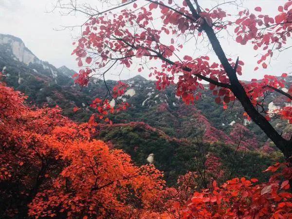 6,南太行秋沟 南太行秋沟景区也有红叶,并且还有晒秋景观.