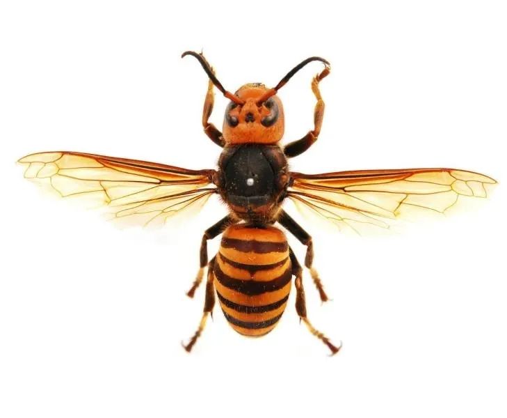 安康常见的胡蜂种类有茅胡蜂,黑尾胡蜂,金环胡蜂等.