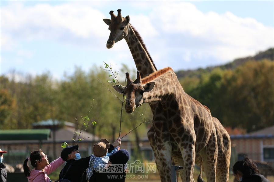 云秀哈尔滨·冰城日历丨10月6日,神奇的动物王国——北方森林动物园