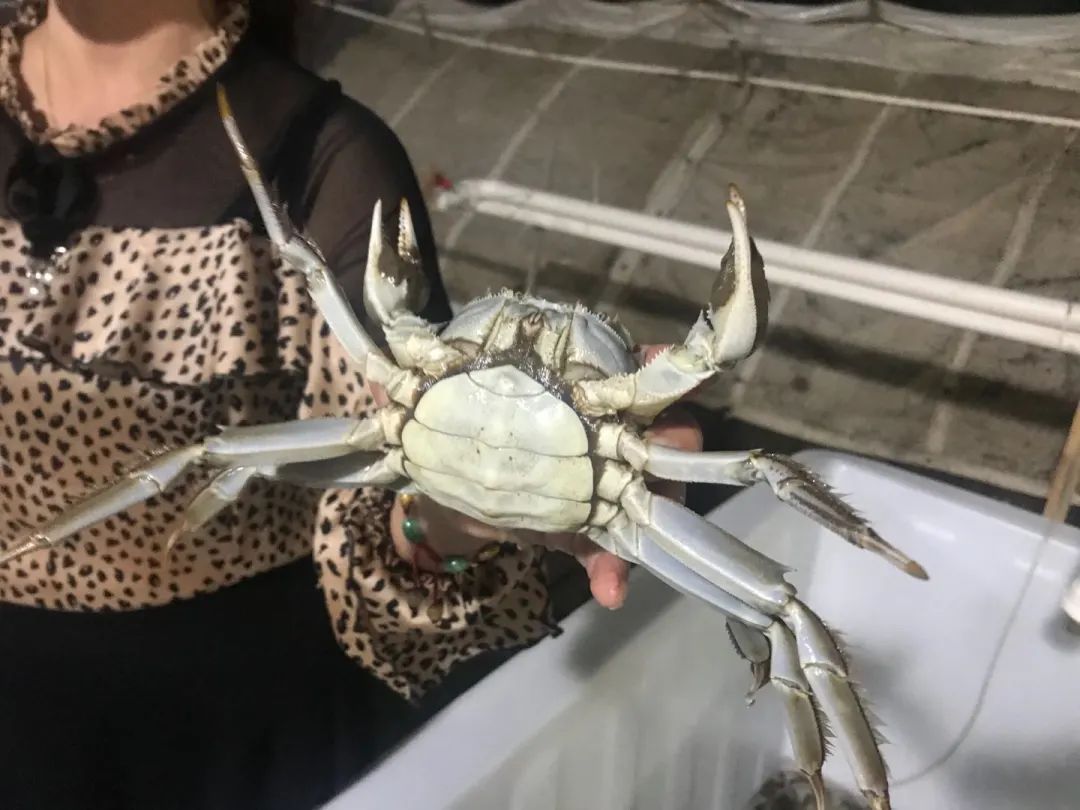 提示青浦太浦河大闸蟹开始登场预计本月中下旬大批量上市