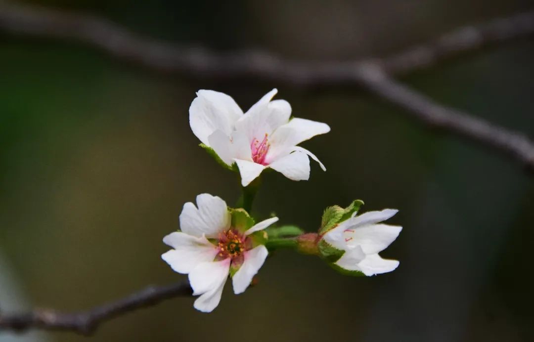 这个秋日,来上海植物园收集"限定"樱花啦