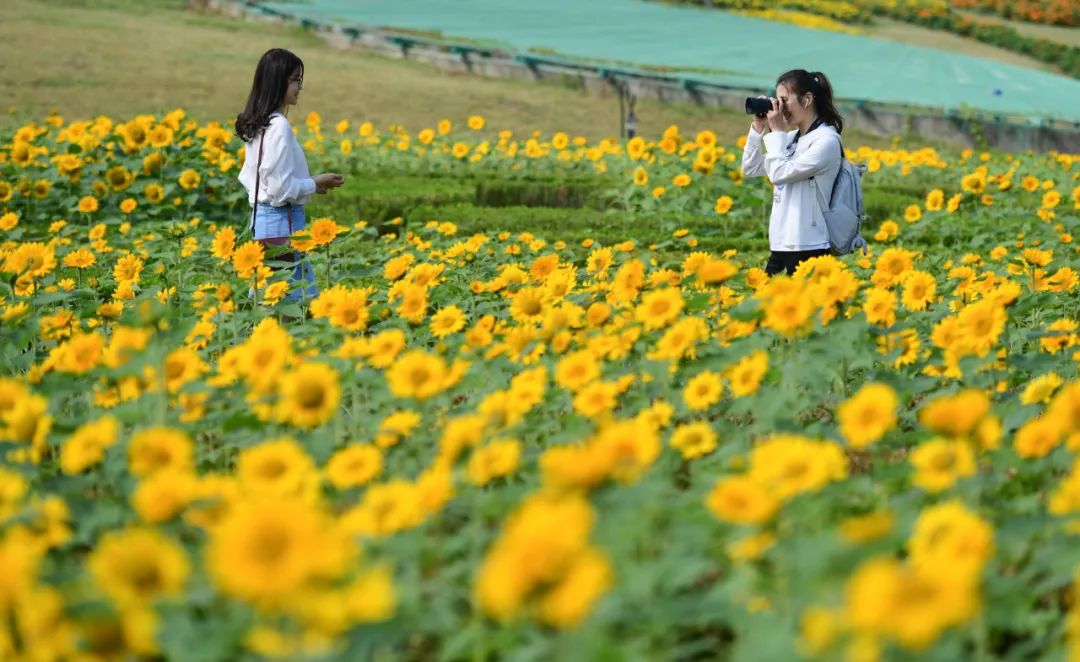 在祥源花世界景区,游客在向日葵花海中拍照留念