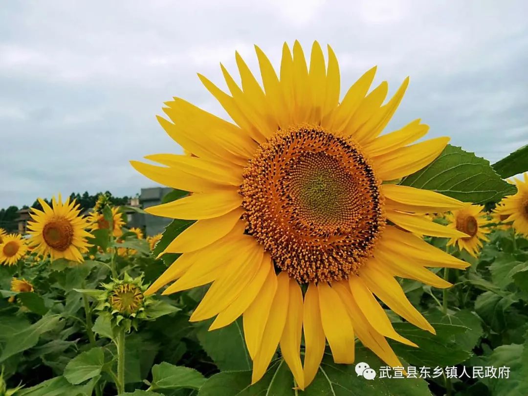 还有穿汉服的小姐姐山间起舞的清风那金灿灿的向日葵在东乡镇河马村下