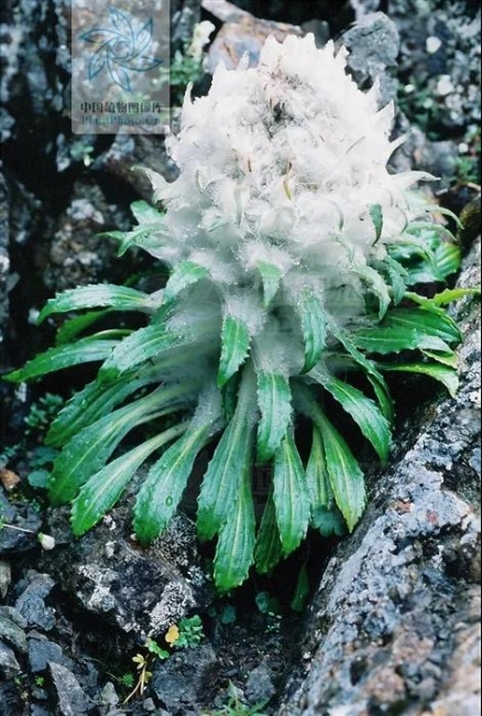 水母雪兔子不是雪莲但它也是一株顽强生存地高原植物啊