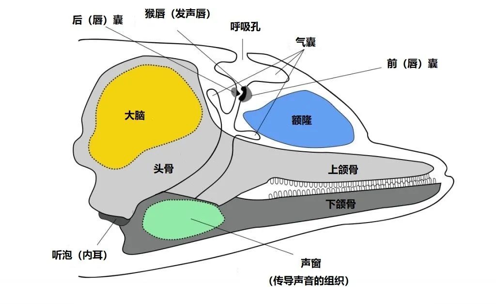 听说海豚聊天都是自带表情包的?不,人类想多了
