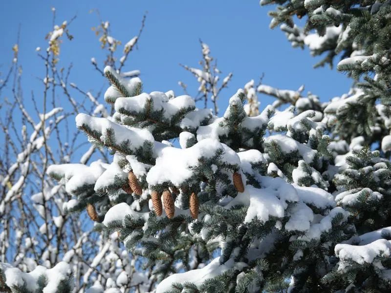 十月到大兴安岭来看雪 赴一场风花雪月之约