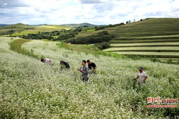 平鲁红山荞麦吸引游客纷至沓来 高君成 摄