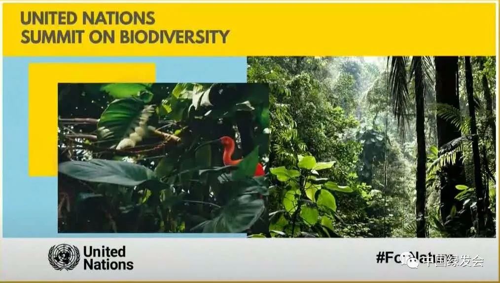 联合国生物多样性峰会简析通往昆明cop15之路