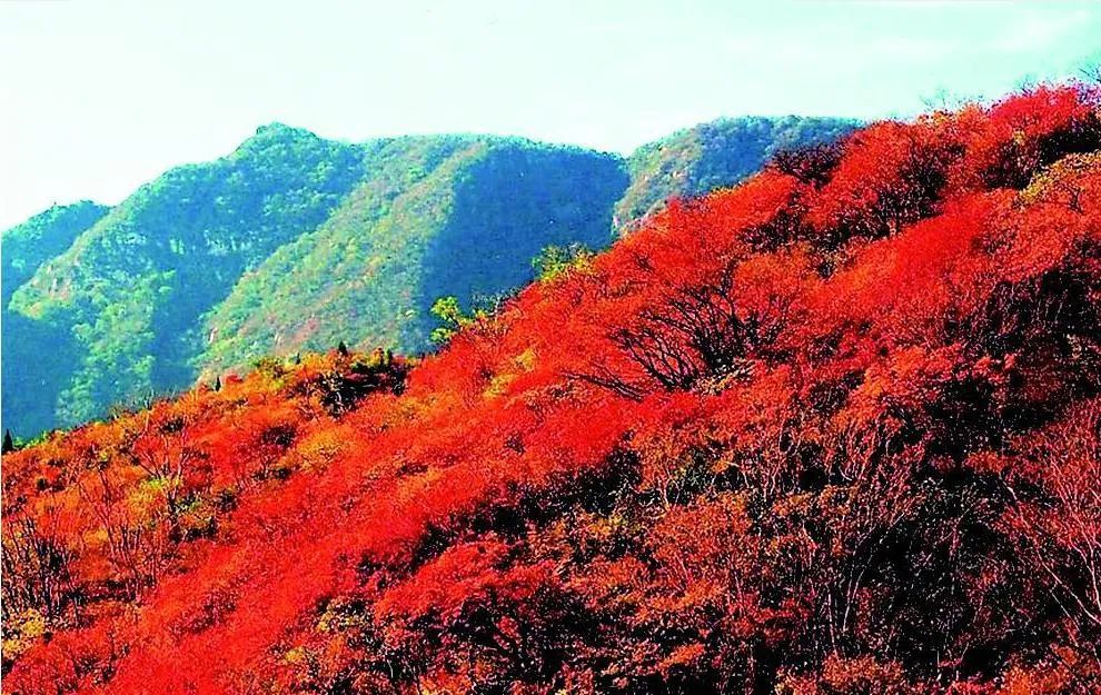 13日,太山景区介绍,当下太山红叶已经进入观赏