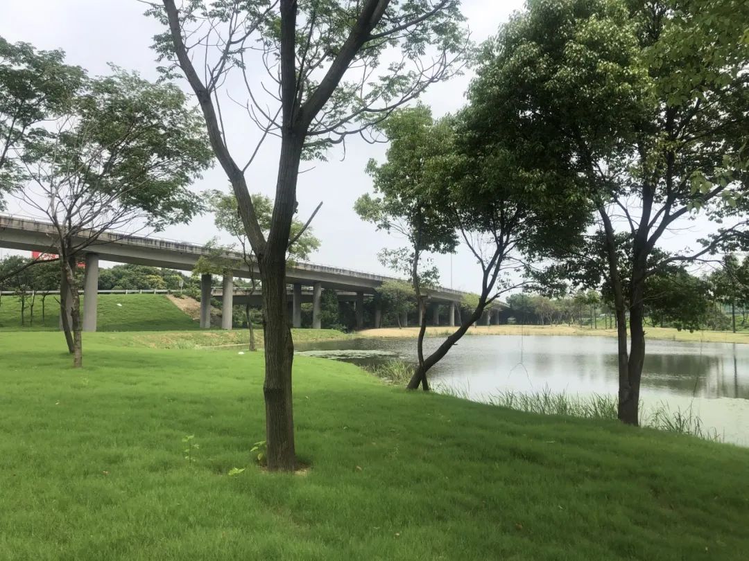 美丽无锡我的家赞森林变公园