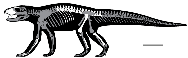 食人魔鳄ogresuchus furatus的体型,比例尺10厘米,白色为保存的骨骼