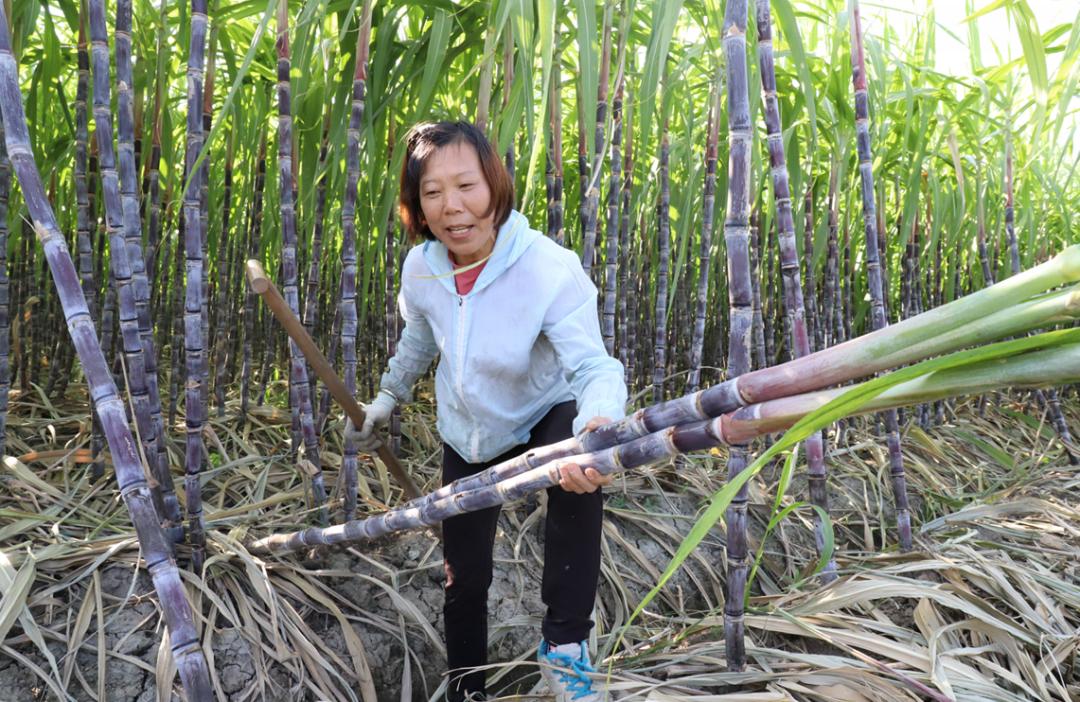 嘉定本地产甘蔗,芦粟,水果玉米上市