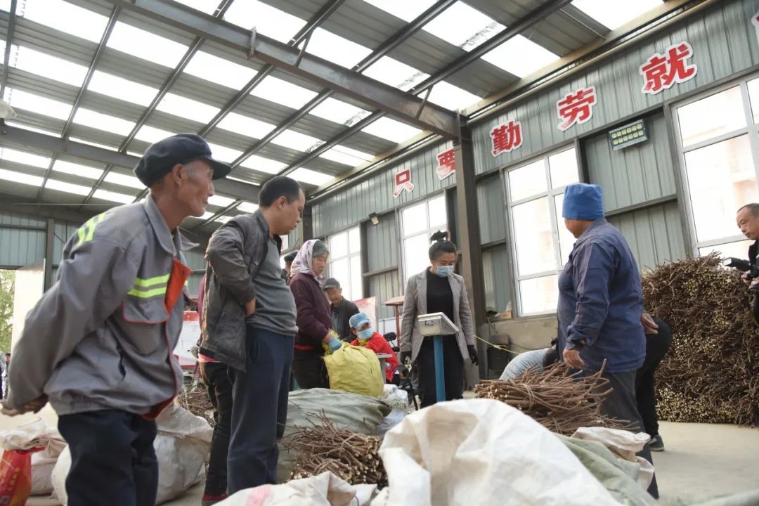 翁牛特旗异地搬迁就业扶贫车间,收购站将群众整理好的中药材过称,回收