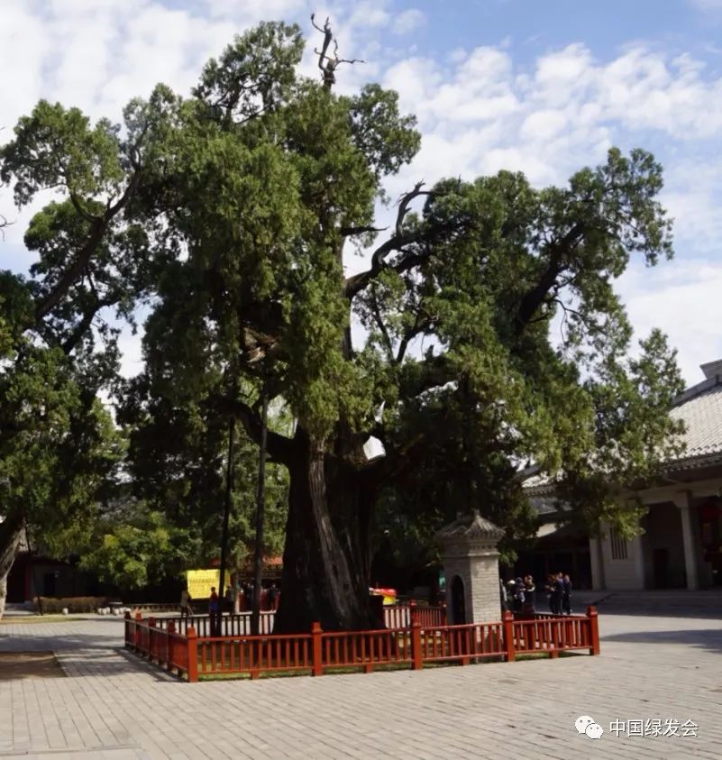 李炜民:古树名木承载着科学文化价值应被保护 | 中国绿发会"珍稀濒危