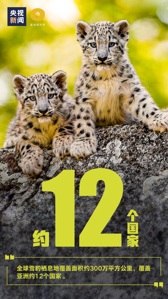 世界雪豹日|保护雪豹及其栖息地,拒绝杀害!