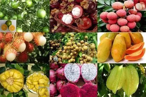 海南岛盛产热带水果
