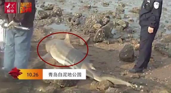 胶州湾白泥地公园的滩涂上 一条鲨鱼搁浅 推测是落潮时跑到沙滩上