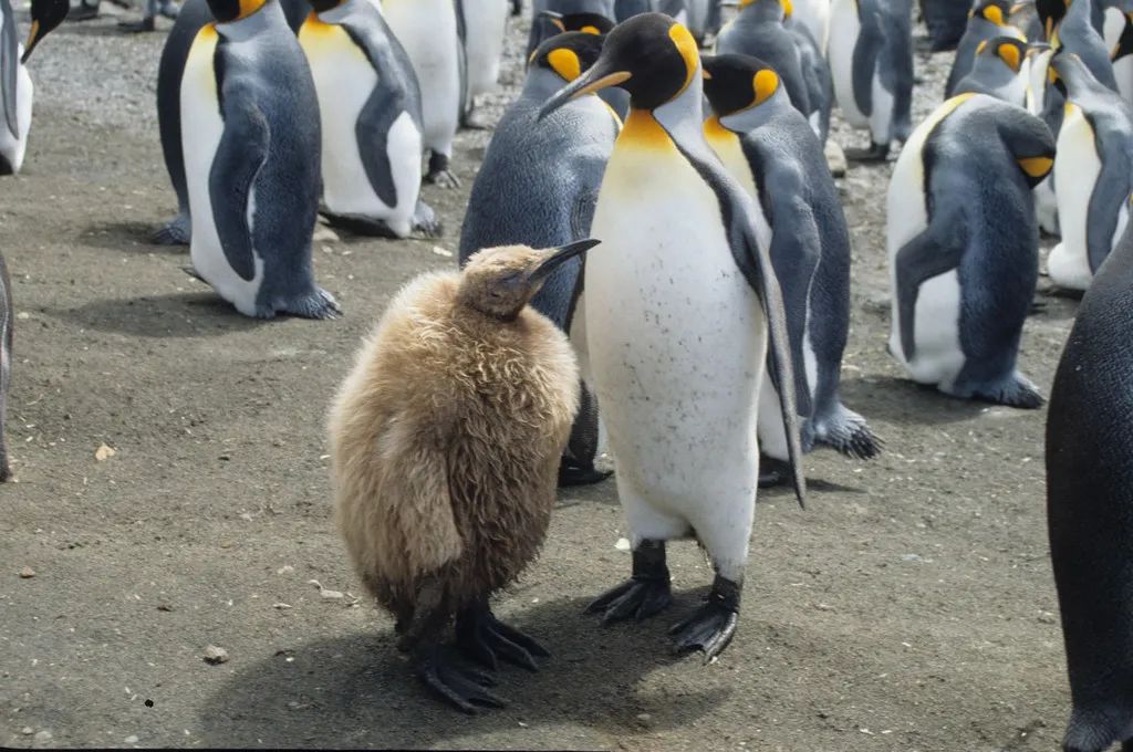 你不会想知道王企鹅是怎么喂孩子的
