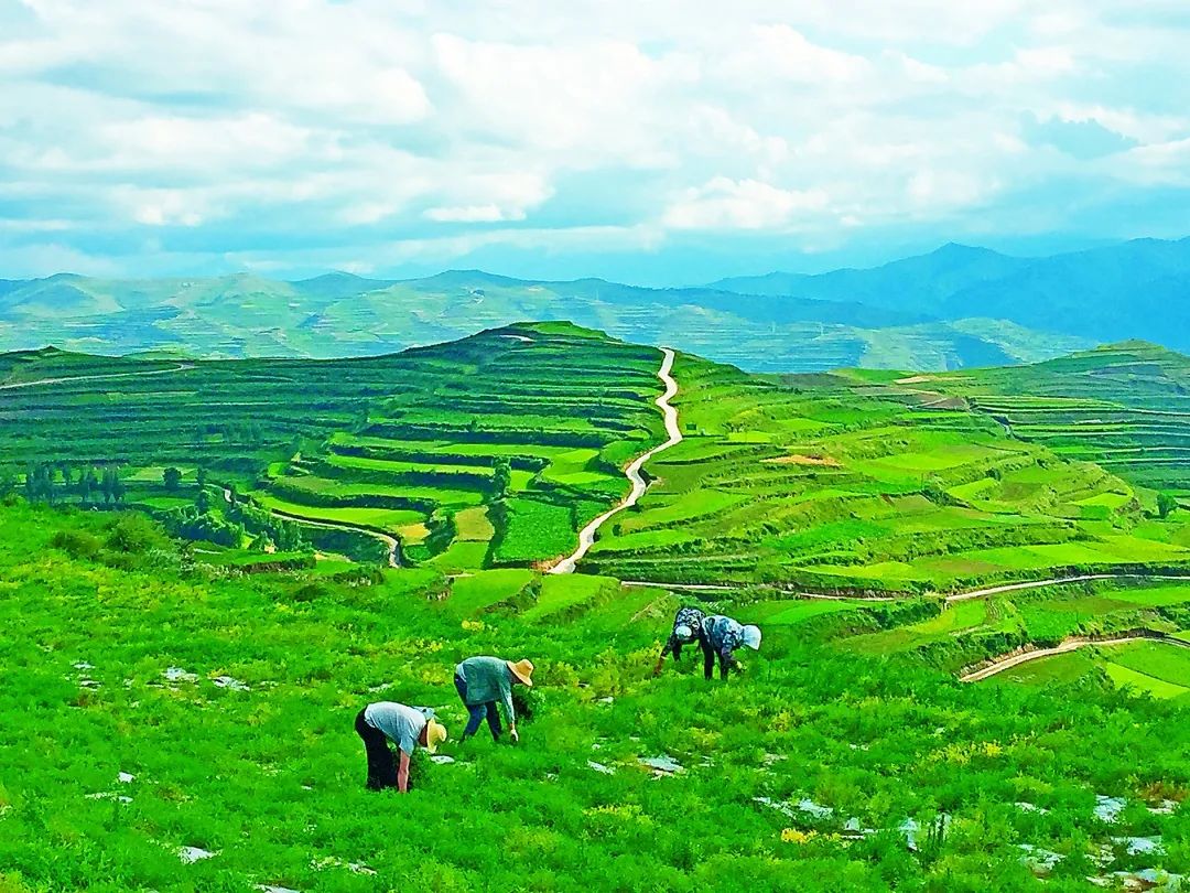 在甘肃省宕昌县庞家乡拉路梁万亩中药材标准化种植基地,村民在采摘中