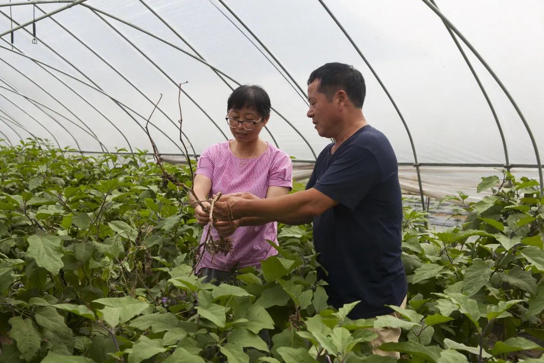 农业农村发展服务中心农作物和种子站站长何爱珍作为一名二宝刚上