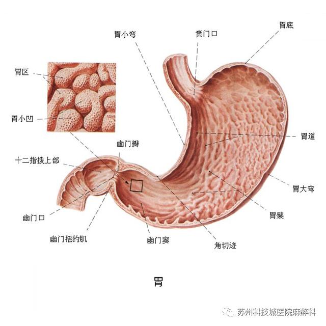 麻醉期间发生反流,误吸的主要原因是麻醉后喷门括约肌松弛,导致胃内容