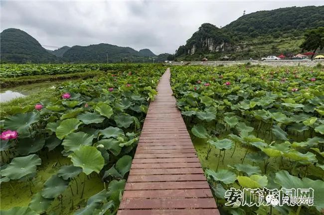 十里荷廊景区来源 安顺日报社大数据智慧全媒体喜欢此内容的人还喜欢