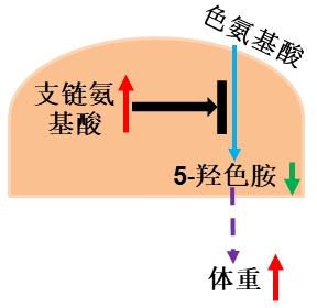 有研究发现:长期食用高支链氨基酸饮食造成机体氨基酸平衡失调,大脑