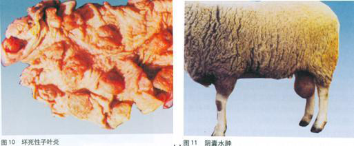 发病初期病羊呈稽留热,出现游走性关节炎及红热肿痛,全身淋巴结肿大.