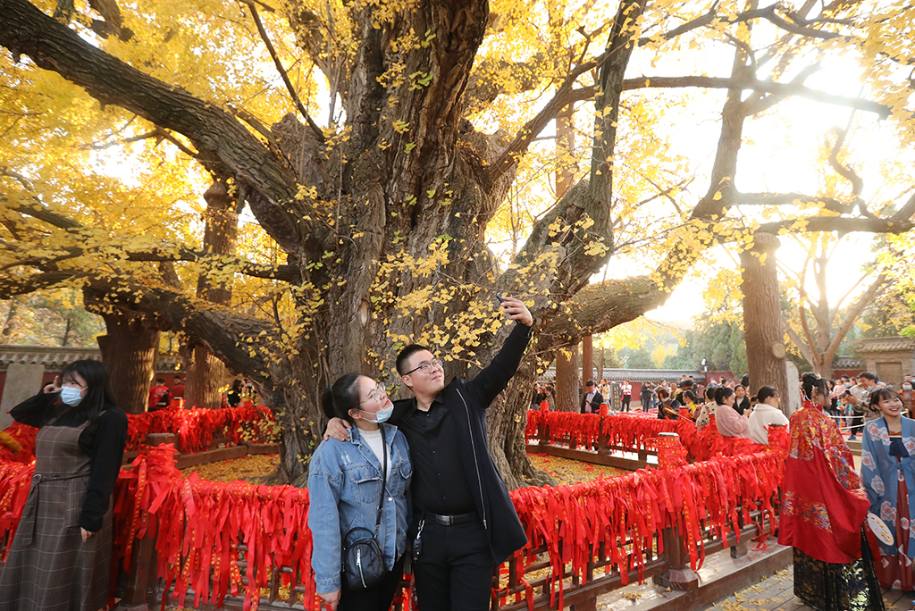 山东日照浮来山定林寺,有着四千年悠久历史的"天下银杏第一树,进入了