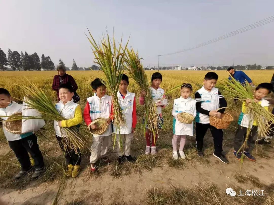 感受粒粒皆辛苦松江亲子家庭变身农民体验水稻收割