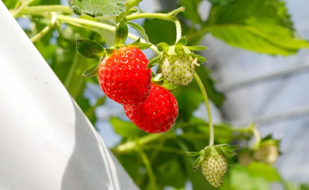 今年厦门最早一批草莓成熟啦这周末采摘约起