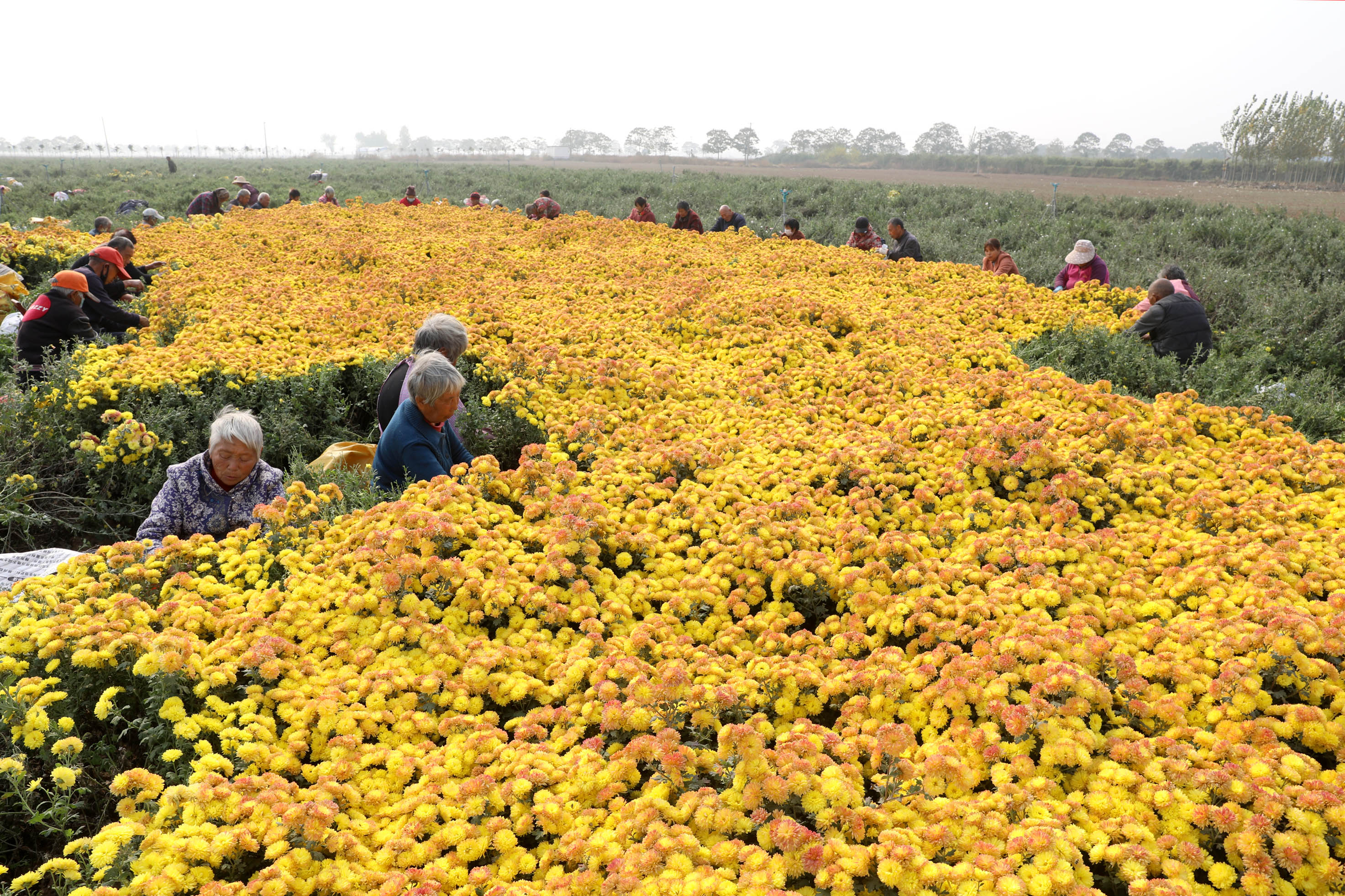11月13日,河南省焦作市温县祥云镇大尚村农民在一处怀菊花种植基地