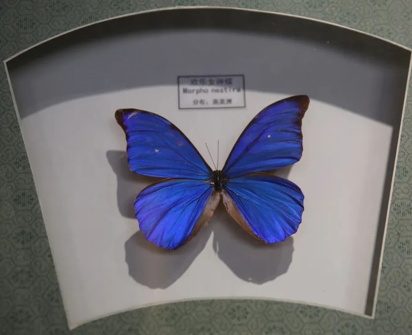 我县举办珍稀蝴蝶标本展
