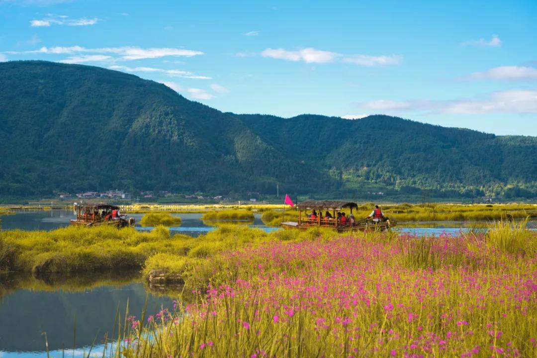 腾冲"北海湿地 银杏村" 带你去赏云南秋天最美景色