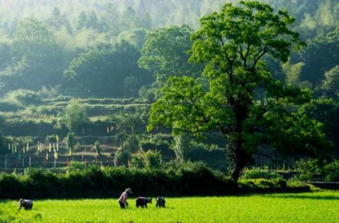 脱贫攻坚四川故事汇】梁志友 ‖ ​心里装着小满一田水（最新发布）