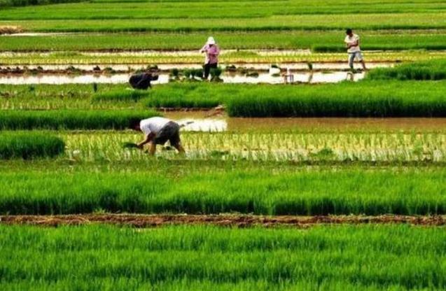 脱贫攻坚四川故事汇】梁志友 ‖ ​心里装着小满一田水（最新发布）