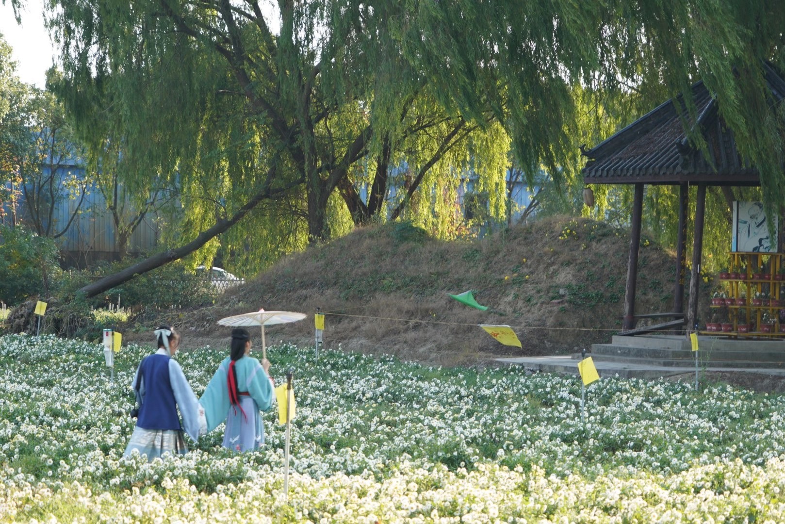 桐乡千亩菊海惹人醉小小白菊花做出大文章