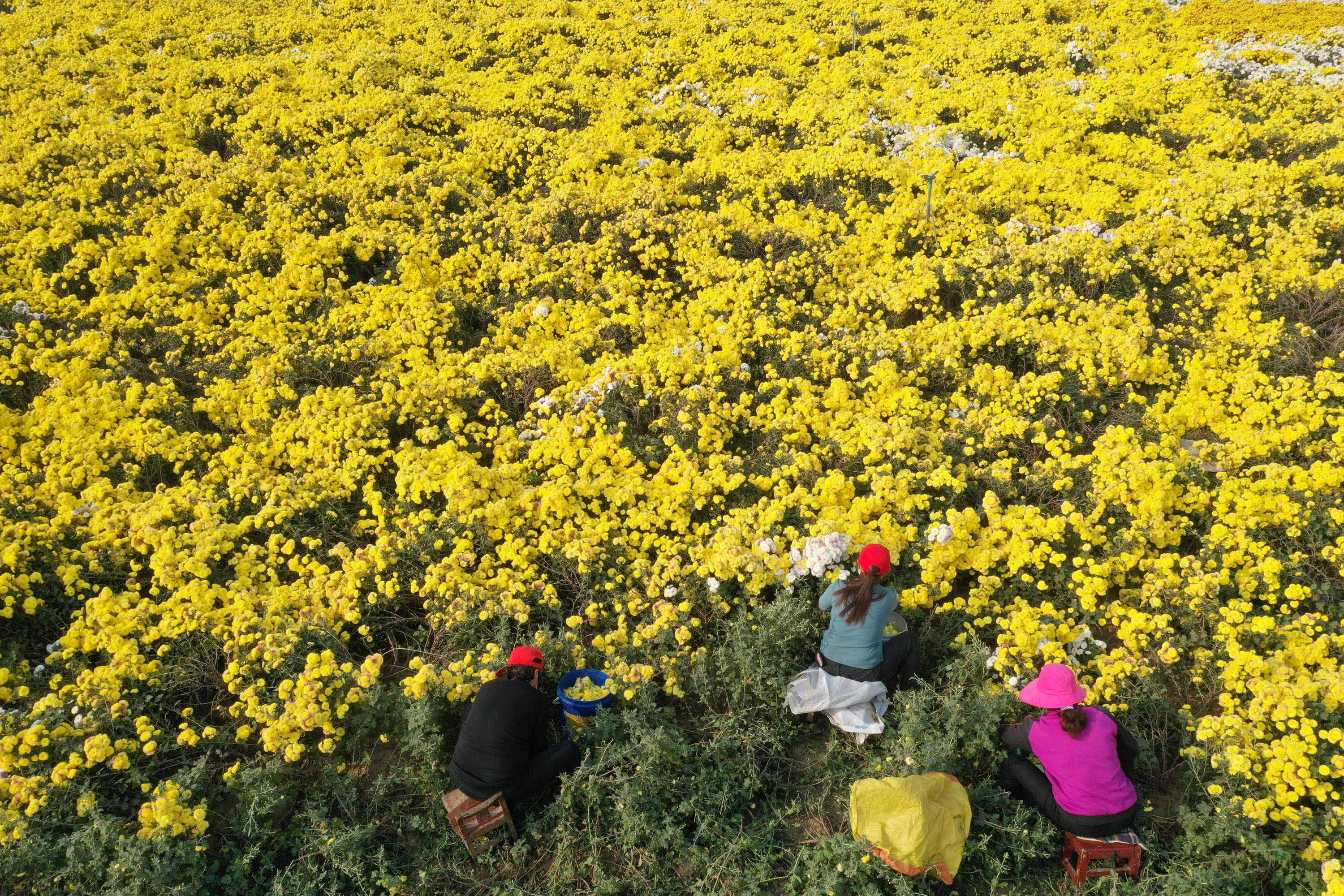 11月10日,河南省温县祥云镇大尚村农民在怀菊花种植基地采摘怀菊花.