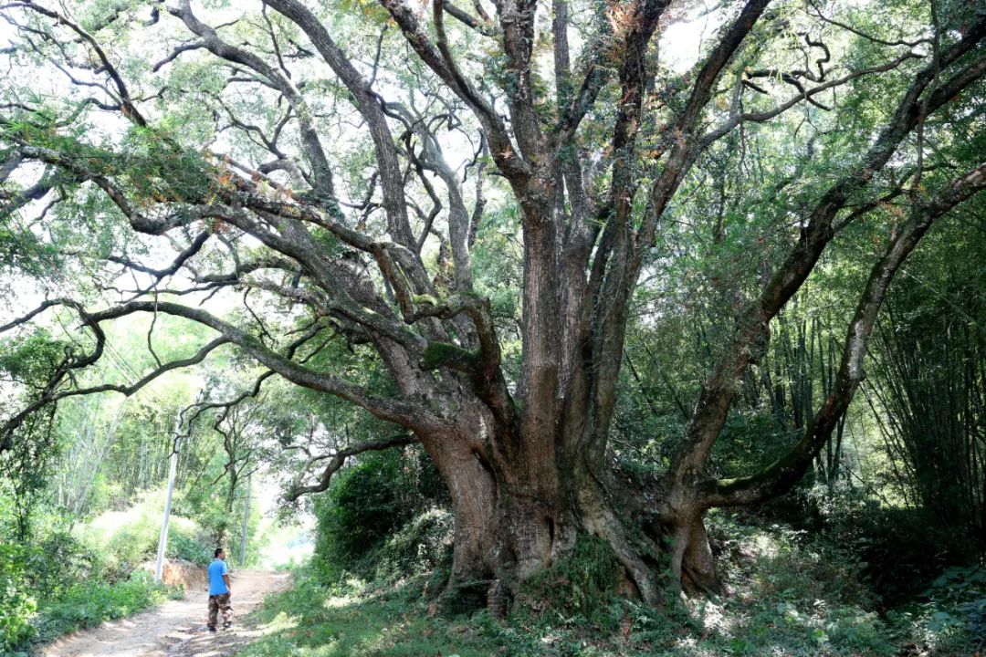 曲江区白土镇界滩村樟树王千年古樟树再续新故事