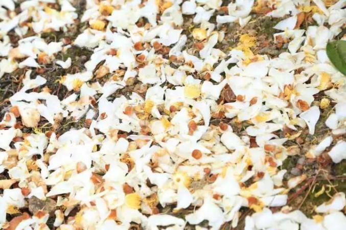 今天这个节，天津人可以这样过！（最新发布）