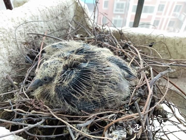 斑鸠6楼阳台筑巢 一年孵出三窝小鸟