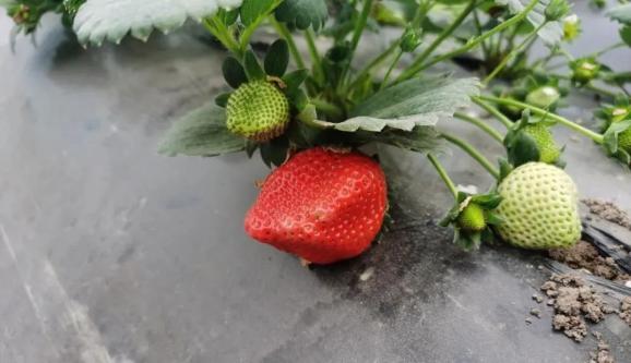 贾汪冬季草莓上市啦
