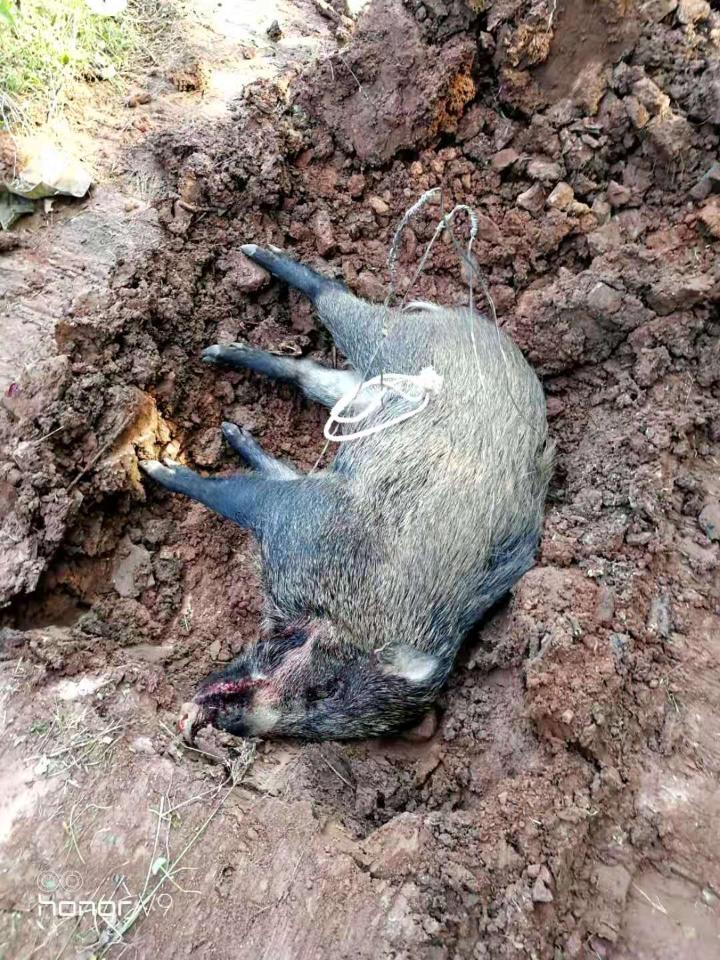 野猪被深埋.万州区林业局供图 华龙网-新重庆客户端发