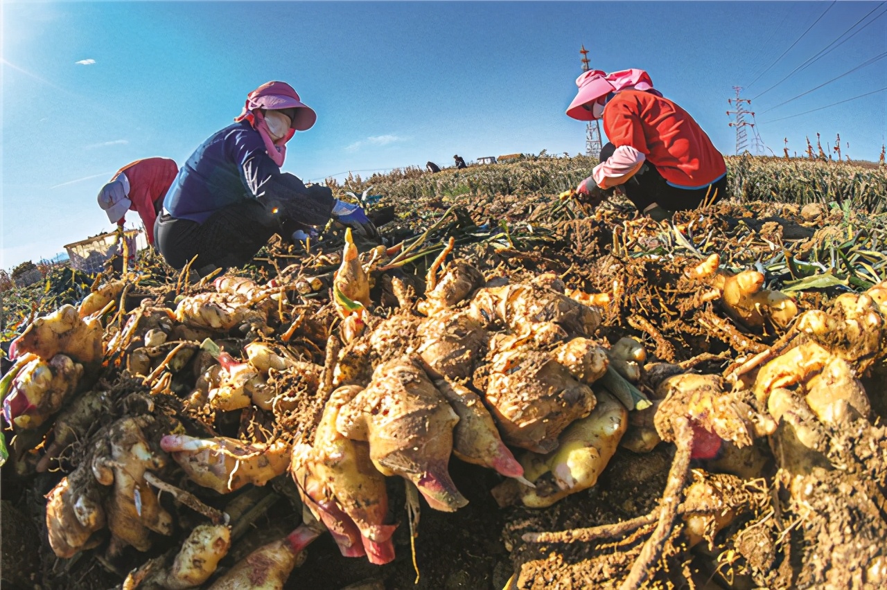 "谈到这个问题,威海姜不老食品科技有限公司总经理滕昭琪开门见山地说