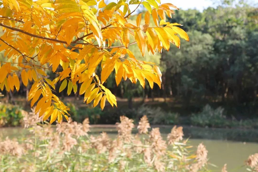 宝山顾村公园秋意正浓,迷人美景等你来发现