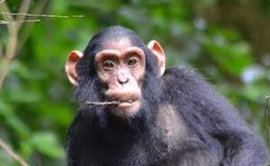 黑猩猩，隐匿在乌干达丛林中的精灵
