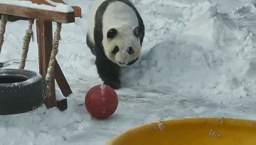 360_204gif 动态图 动图