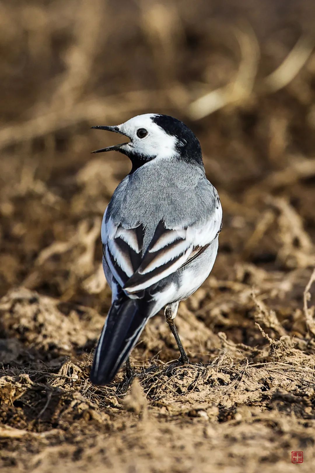 多动症的尾巴抖啊抖,展翅飞出了正弦曲线