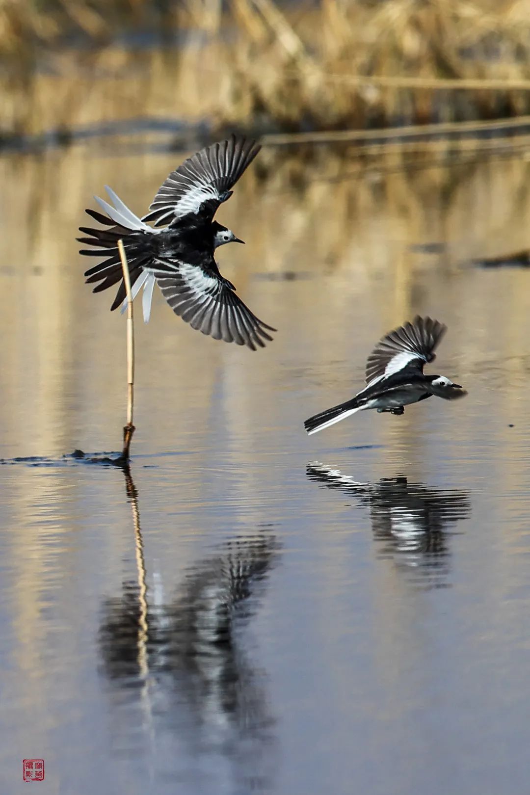 多动症的尾巴抖啊抖,展翅飞出了正弦曲线